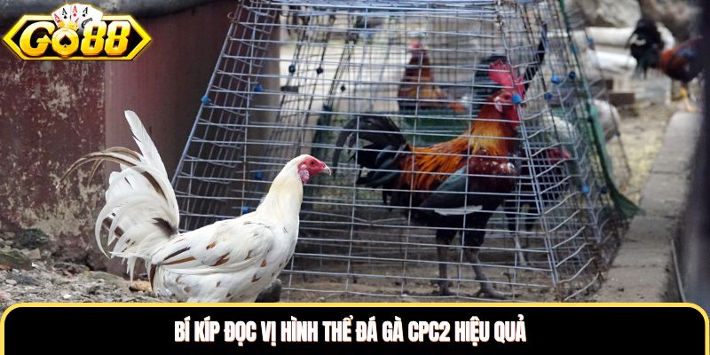 Bí kíp đọc vị hình thể đá gà CPC2 hiệu quả