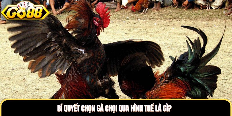 Bí quyết chọn gà chọi qua hình thể là gì?
