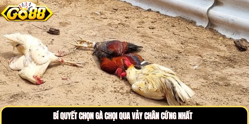 Bí quyết chọn gà chọi qua vảy chân cứng nhất