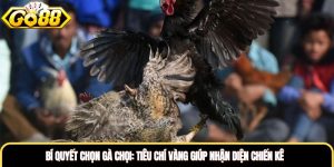 Bí Quyết Chọn Gà Chọi: Tiêu Chí Vàng Giúp Nhận Diện Chiến Kê
