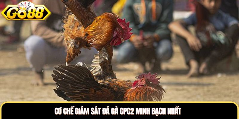 Cơ chế giám sát đá gà CPC2 minh bạch nhất