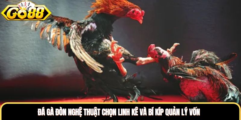 Đá Gà Đòn Nghệ Thuật Chọn Linh Kê Và Bí Kíp Quản Lý Vốn