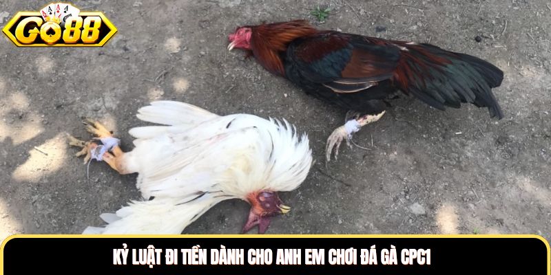 Kỷ luật đi tiền dành cho anh em chơi đá gà CPC1