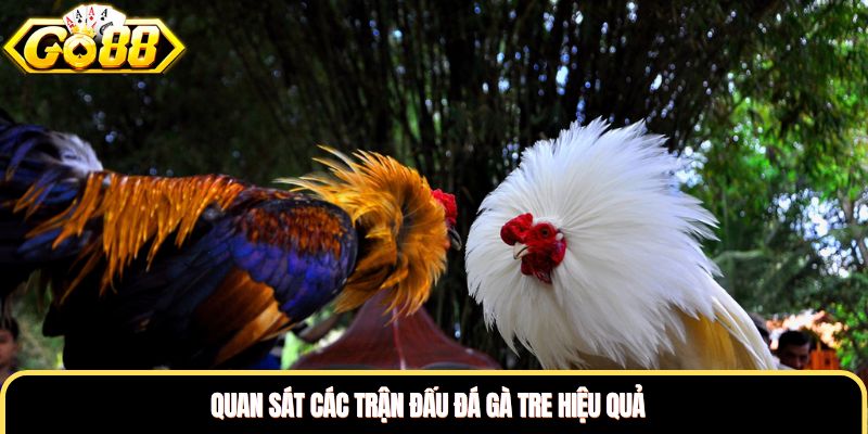 Quan sát các trận đấu đá gà tre hiệu quả