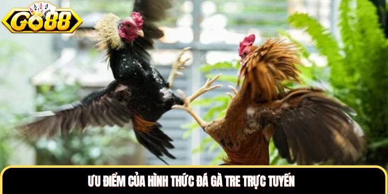 Ưu điểm của hình thức đá gà tre trực tuyến