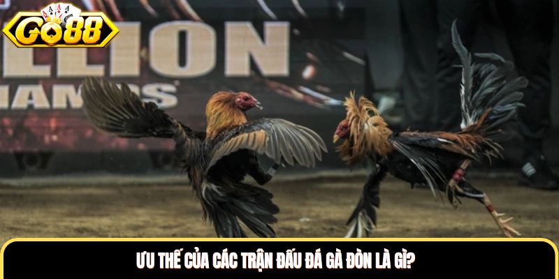 Ưu thế của các trận đấu đá gà đòn là gì?