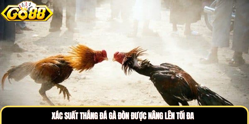 Xác suất thắng đá gà đòn được nâng lên tối đa